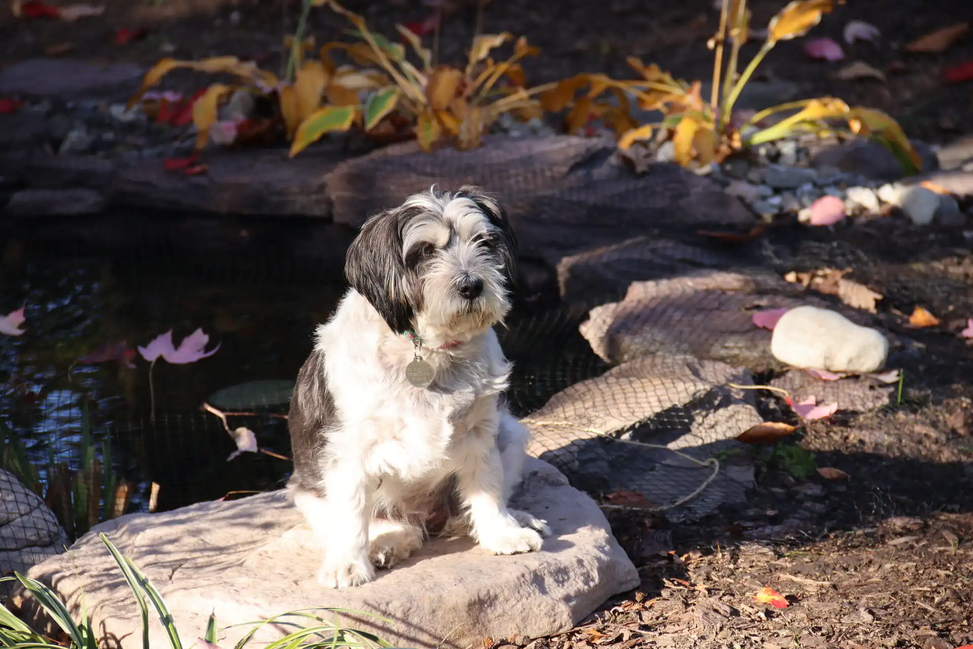 Molly, a black and white rescue dog, sitting on a rock beside a garden pond in the sunlight.