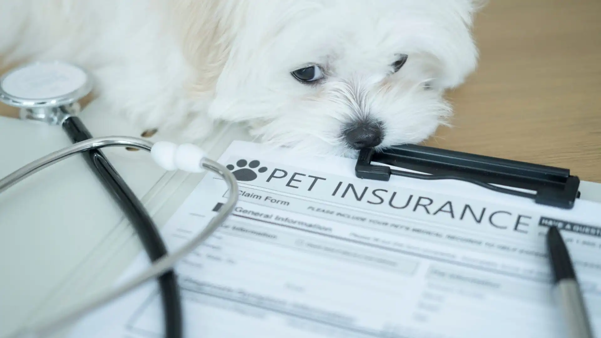 Cute white puppy leaning over pet insurance form and joyfully handling the paperwork, representing the responsibility of pet ownership and planning for your dog's health care and medical needs.