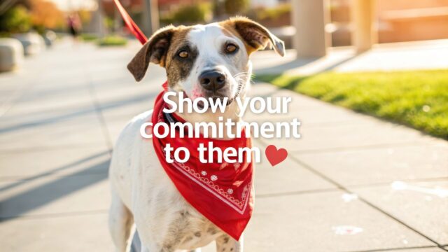 rescue dog on a leash wearing a red bandana during a walk showing care training and support from a rescue organization