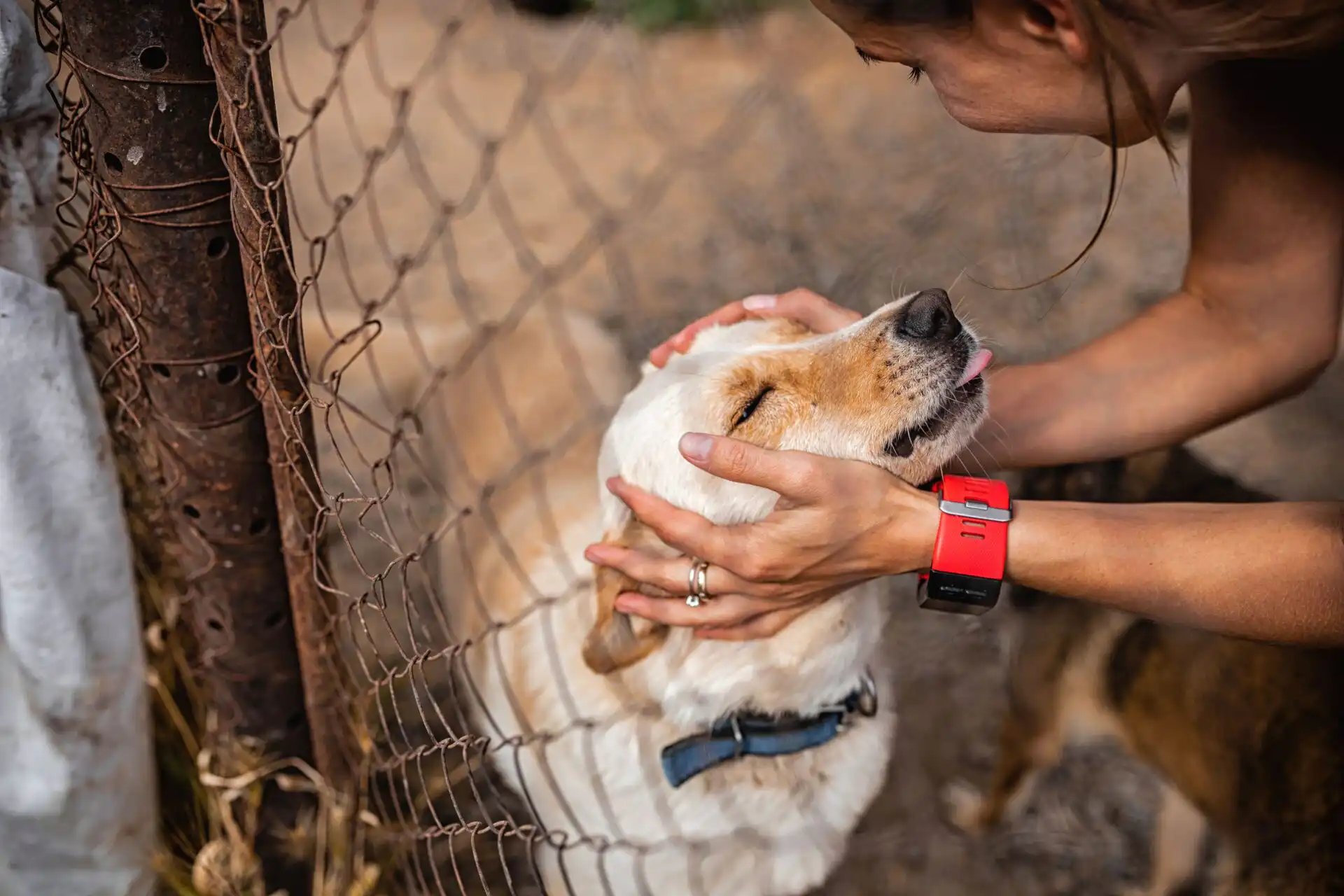 Woman gently holding and petting a small mixed breed rescue dog near a kennel fence during a shelter visit