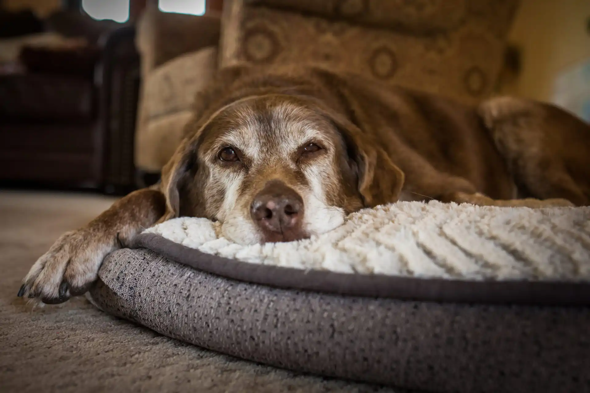 Senior brown mixed breed dog lying on a plush dog bed inside a cozy home living room