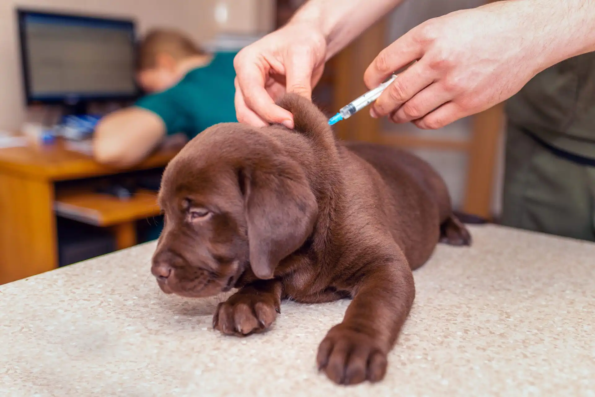Cute labrador puppy dog getting a vaccine at the veterinary doctor.Dog lying on the examination table at a clinic.