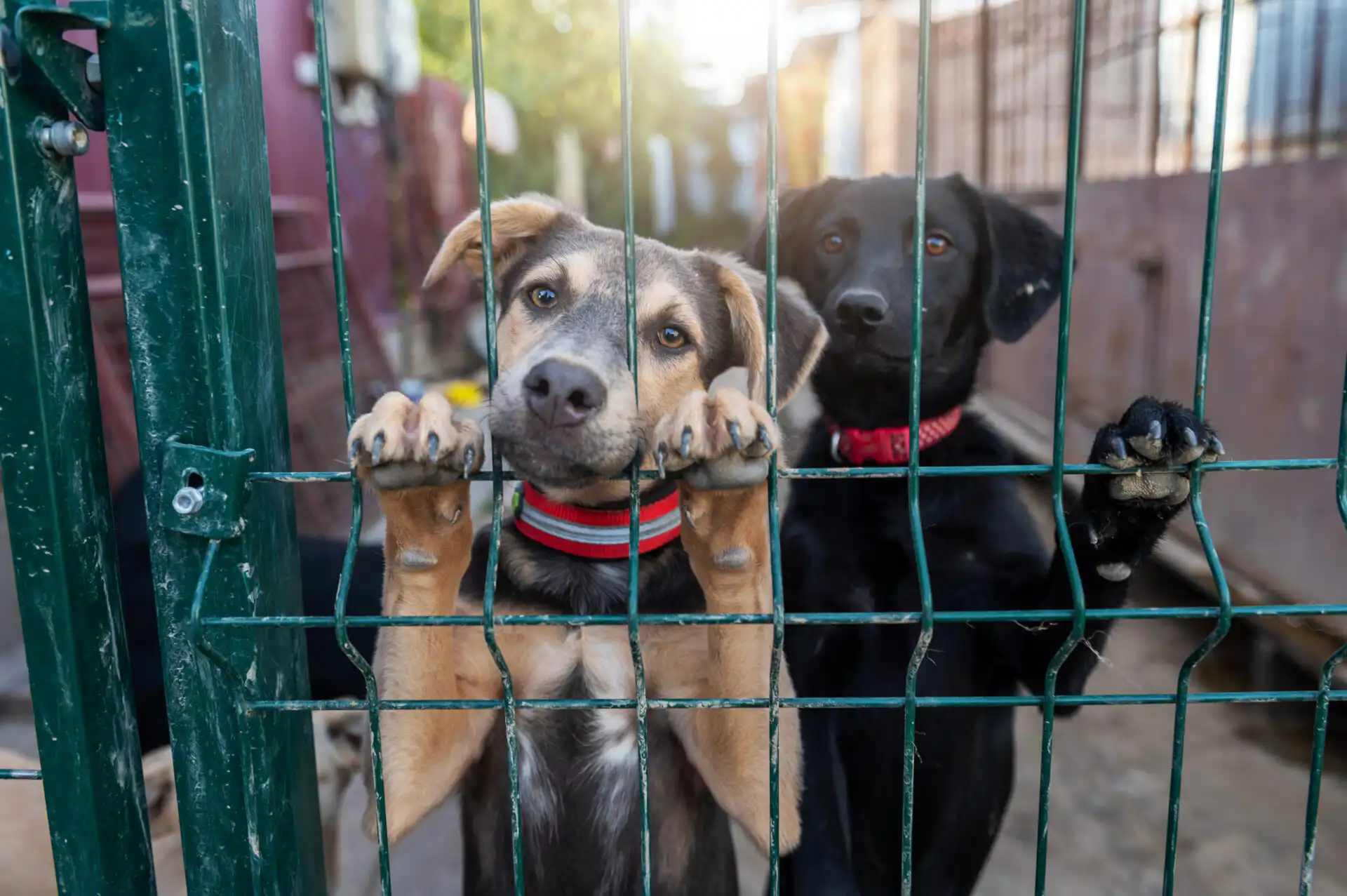 Two young mixed breed dogs standing on hind legs behind a green metal shelter gate wearing red collars