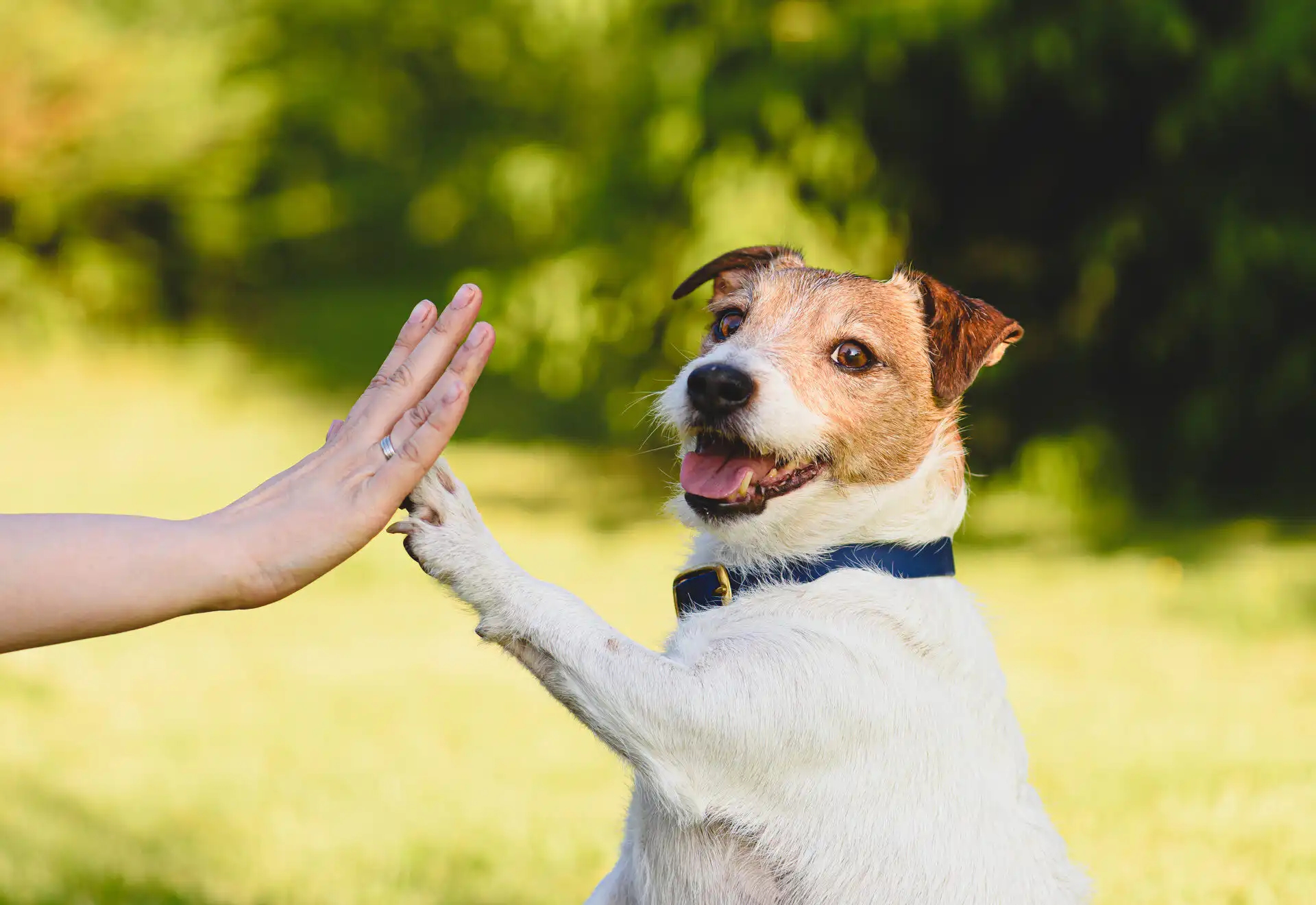 rescue dog giving a high five to a person showing trust connection and positive outcomes from supporting animal rescue organizations