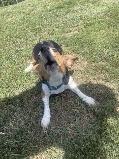 A beagle barking at the camera