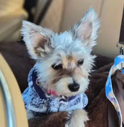 Lyla, a rescued Yorkie, resting comfortably after surgery that helped her walk, run, and play again